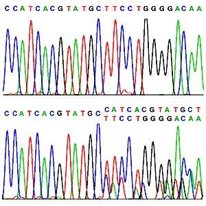 interessante stykke DNA opformeres ved PCR 3) Det opformerede stykke