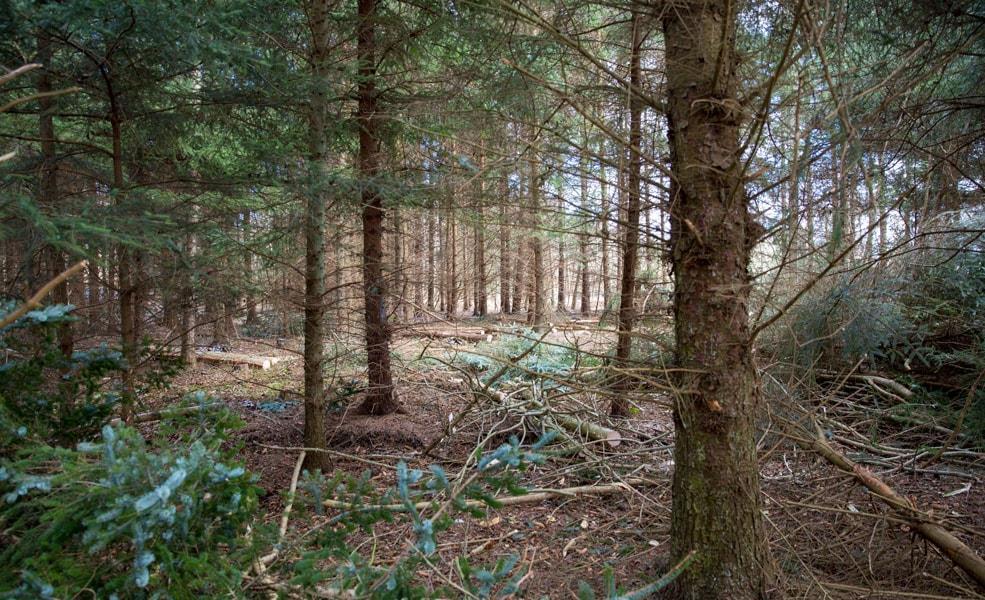 Privatejede skove MILJØ-OG