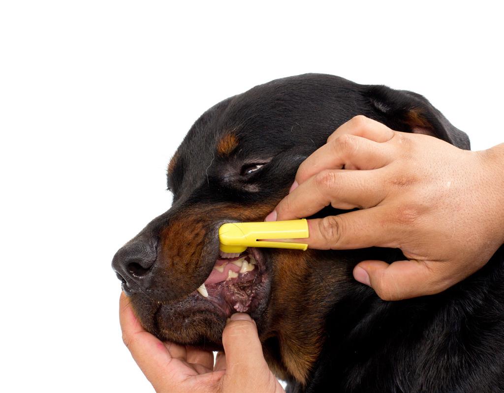 Den voksne hund Hos den voksne hund, som har fået sit blivende tandsæt, skal man holde tandbørstningen ved lige. En gang dagligt giver rigtig gode resultater.