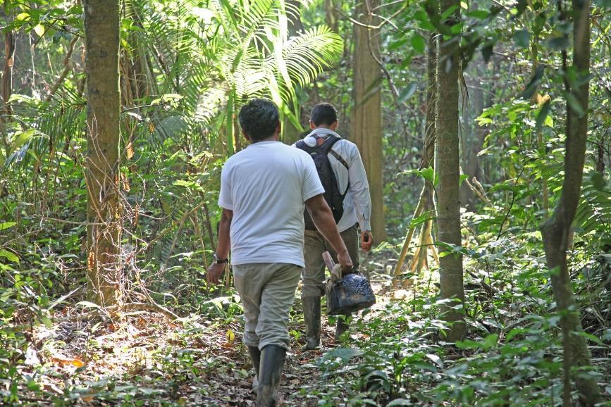 14. juli 2019 Amazonas Dag 3 af 4 dage / 3 nætter Efter morgenmaden vandrer I hele formiddagen i den