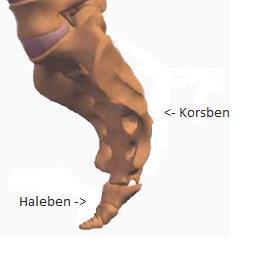Halebenet er den nederste del af rygsøjlen lige under korsbenet og består af 4-5 små hvirvler. Disse er ofte vokset sammen, men der kan være adskillelse af rester af bruskskive (diskus) mellem dem.