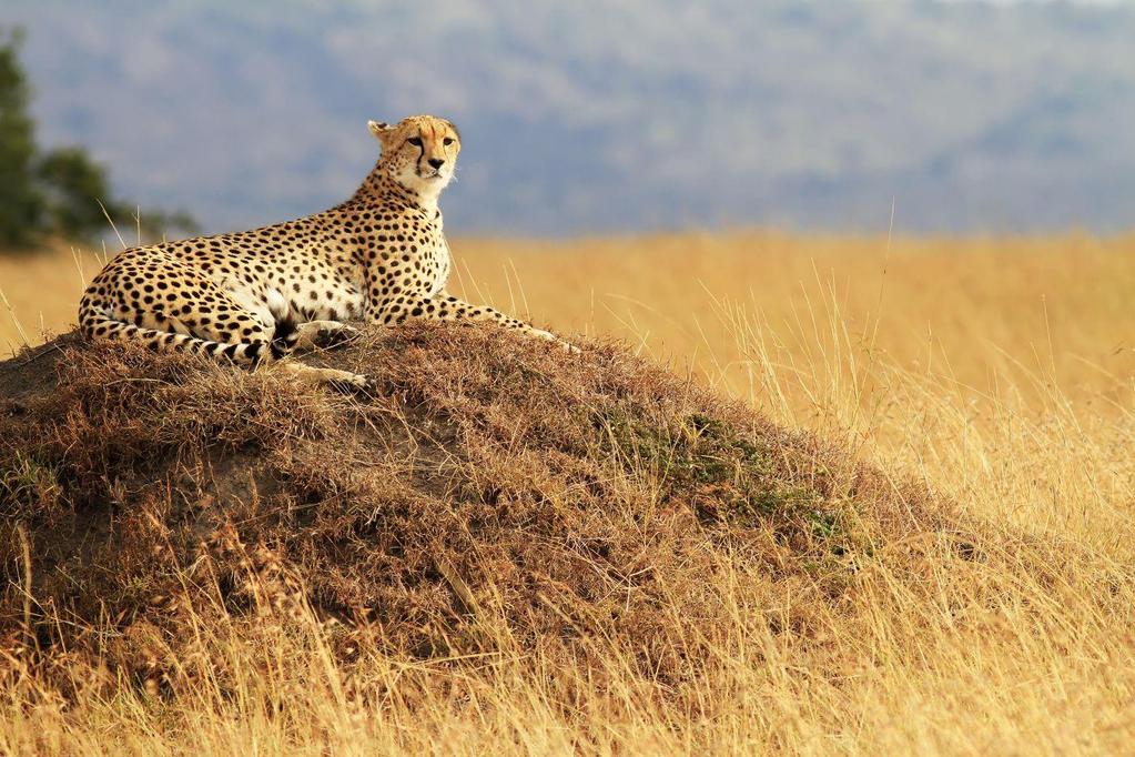 Dag 7. Masai Mara Endnu en dag til at udforske det store område, gnuernes vandring og de mange løveflokke som Masai Mara er så kendt for. Flere af disse løveflokke lever i området langs Mara floden.