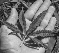 Forsøgsordning: Tilskud til medicinsk cannabis Fra 1. januar 2018 er der som en 4-årig forsøgsordning tilskud fra det offentlige til medicinsk cannabis.