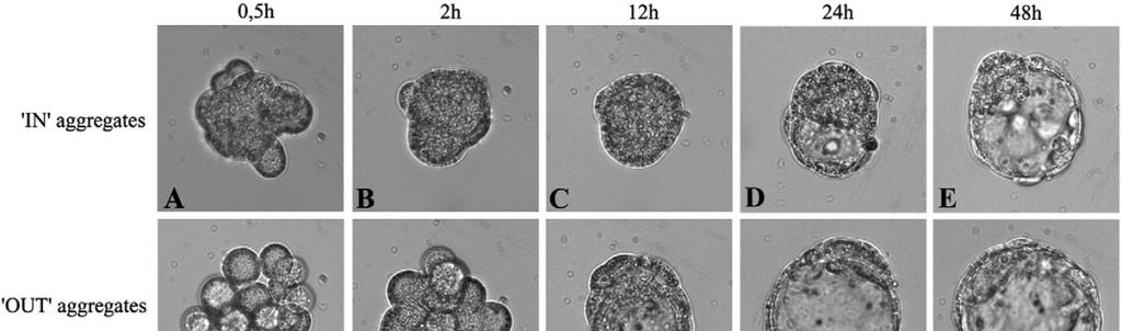 Lessons from the mouse embryo Potency of IN and OUT blastomeres Suwinska et al.