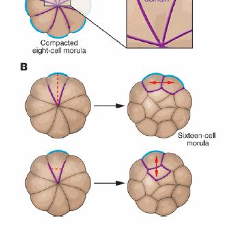 Lessons from the mouse embryo Polarization Cockburn and Rossant, 2010 Compaction: