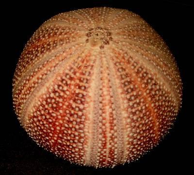Developmental biology: Echinodermata Sea urchin Direction is