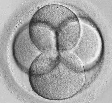 Lessons from the mouse embryo Piotrowska et al.