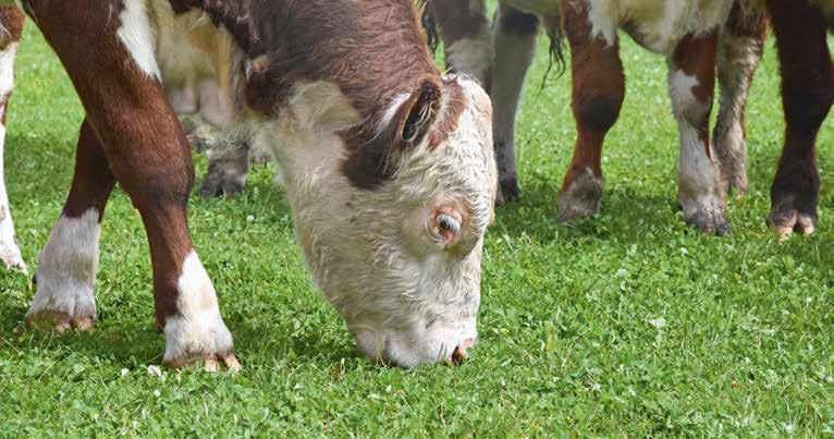 Ret meget mere har Michael Kjerkegaard ikke brug for til at drive sin kødkvægsproduktion med 90 Herefordkøer med tilhørende kalve, kvier og tyre.