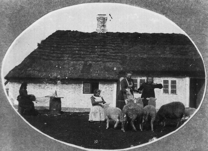 Vorupør-familie for 100 år siden. Mens far er på havet er kvinderne i gang. Konen og pigerne er i gang med at give fårene mad.