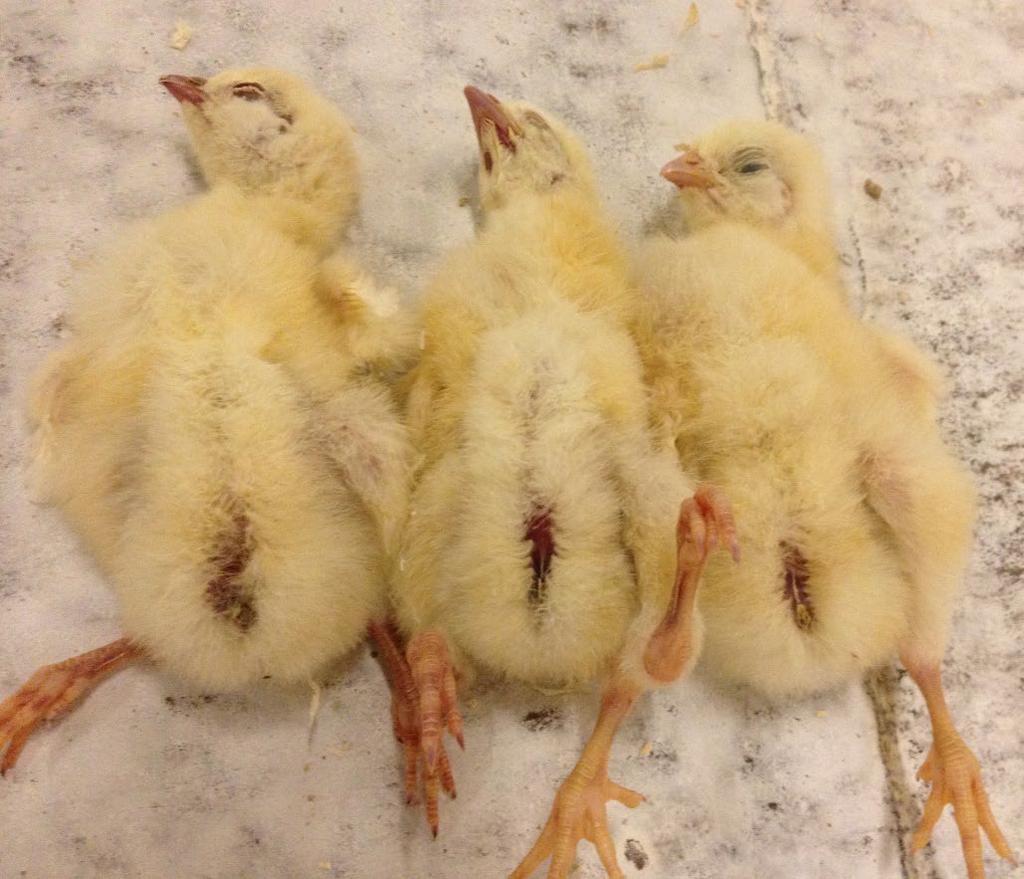 Billede 9. Her ses kyllinger med "åben navle". Det ses ydeligt, at navlen ikke har lukket sig til. Dette giver stor risiko for infektion.