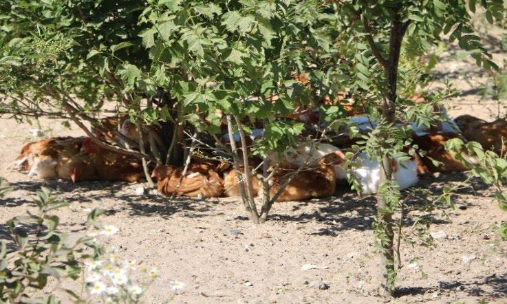 buske anbefales det at vælge forskellige slags, også gerne bærbuske, da det giver kyllingerne noget at nippe i, hvorfor hyldeblomst buske kunne være et bud.