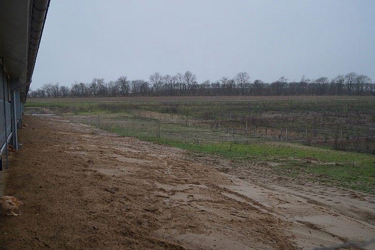 På billederne ses det samme område vinter (venstre) og sommer (højre). Der er valgt en løsning med sand, som bundmateriale foran udgangshullerne fra stalden.