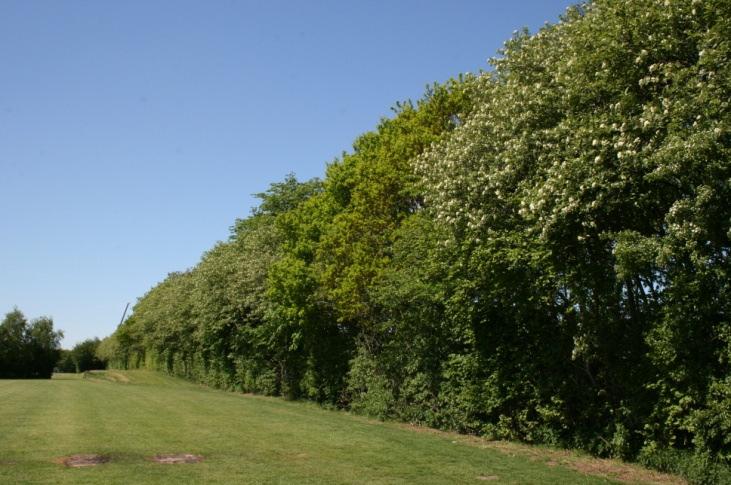 Hegn Hæ. 2 Levende hegn giver læ, og afgrænser rum. Levende hegn kan bestå af en eller flere rækker af træer og buske. Der er en stor variation af forskellige træer og buske i hegn.