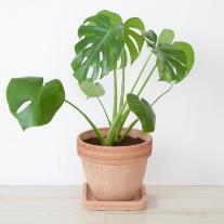 Køb mindst 1 grøn plante til din bolig September Der er ikke