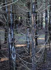 Efter købet er beboelsen renoveret til en meget fin standard, og Skovdyrkerne (ved skovfoged René Didriksen) har lavet en grøn plan for skoven og de åbne arealer.