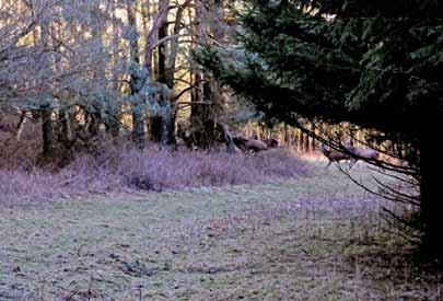 Det er svært at gå en tur i Antoinettesminde Skov uden at støde på en rudel kronvildt. Jagten Sven Rosenmeyer Paulsen er formand for det lokale kronhjortelaug nord for Store Aamose.
