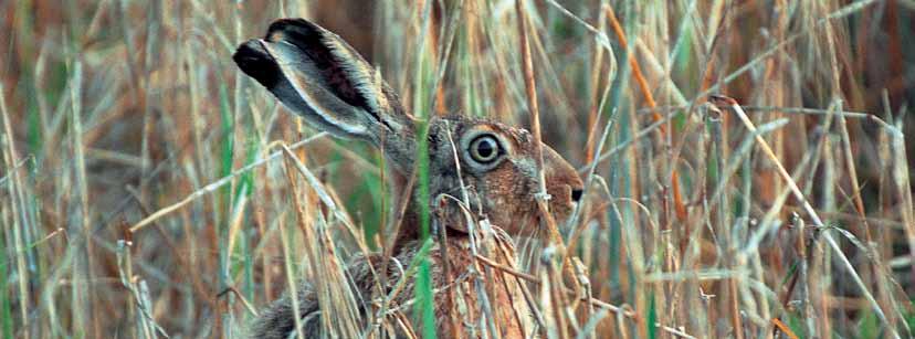 Haren trives i og lige udenfor brede, lave skovbryn, især hvor disse ligger i tilknytning til en vildtager. Dens primære fødekilde er de forskellige landbrugsafgrøder i grøn og frisk tilstand.