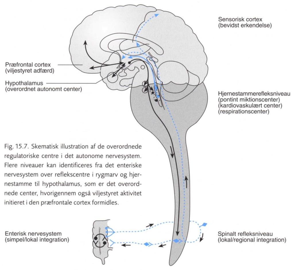 Det autonome nervesystems centrale regulation Spinale reflekscentre (simpel kontrol indenfor et organsystem)