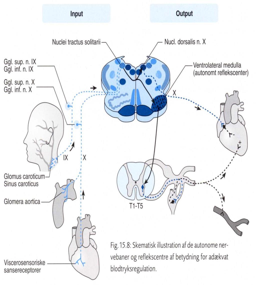Regulation på hjernestammeniveau Afhænger af specialiserede sansereceptorer Nuclei tractus