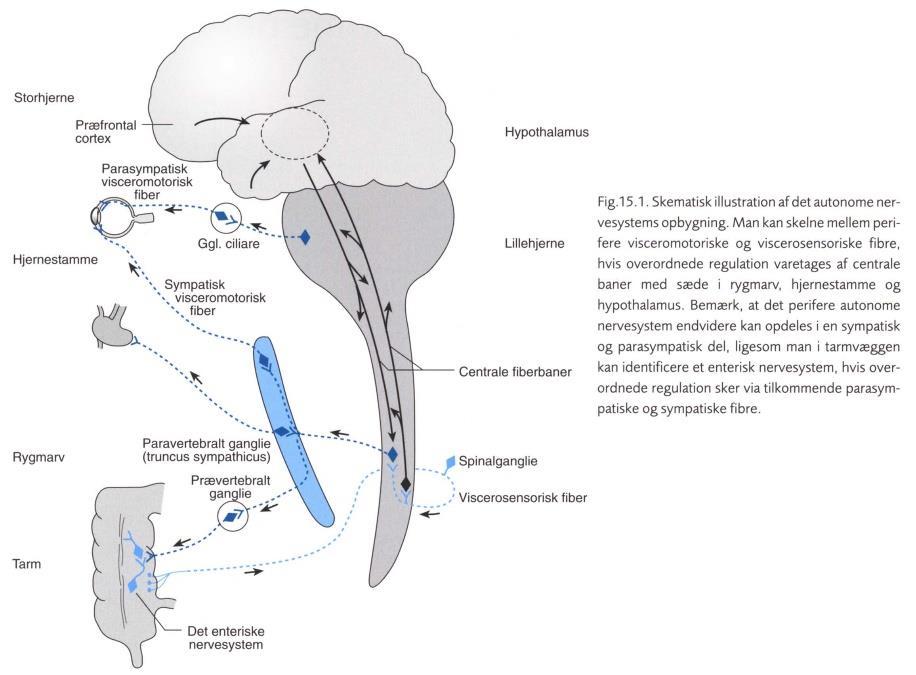 Det autonome nervesystem Varetager homøostase Udøver fortrinsvis sin funktion ubevidst Består af perifere