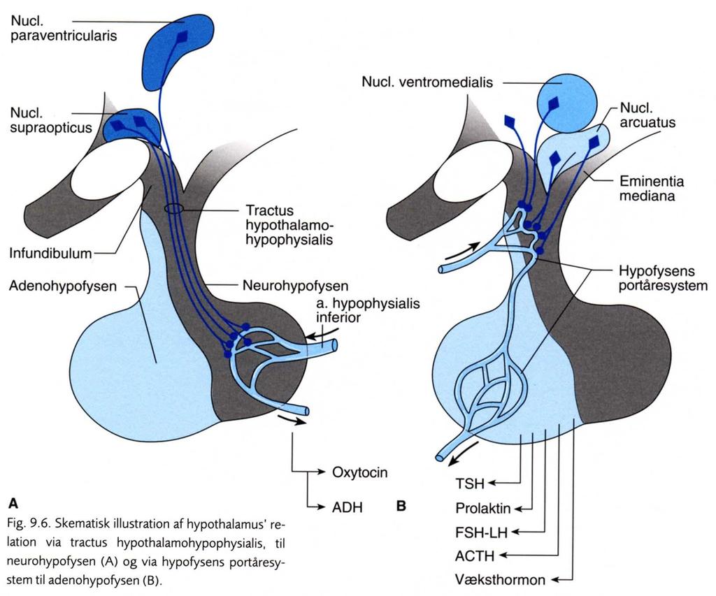 Forbindelser (hypothalamus-hypofysen) Direkte nervebane til neurohypofysen