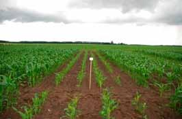 Økologi majs tid, sået i 5 cm dybde. Biogrow har ikke givet merudbytte i majsen. Der er tildelt 300 kg pr.