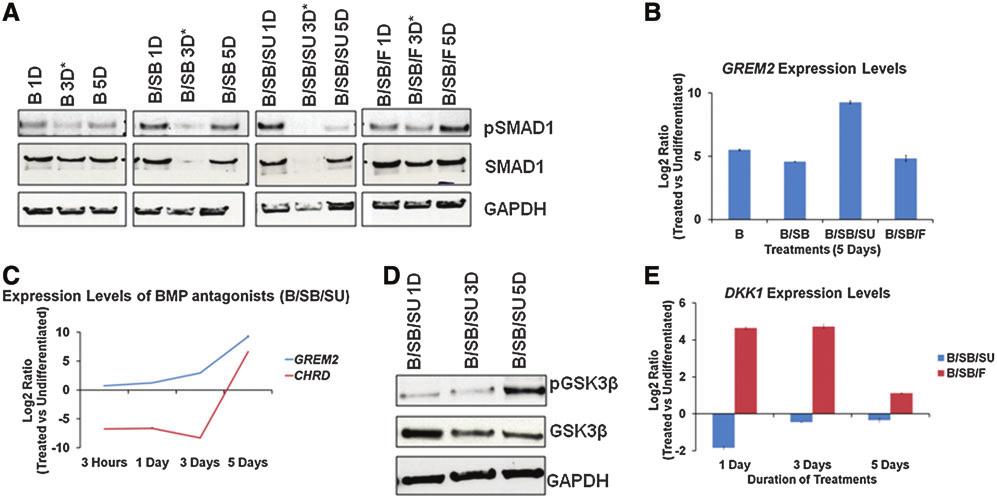 2994 SUDHEER ET AL. FIG. 5. Autocrine signaling leads to the abrogation of BMP signaling and WNT activation in B/SB/SU-treated cells (5 days).