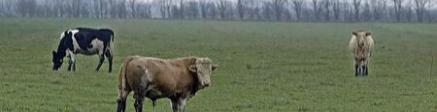 Kvægfaglige udfordringer ved afgræsning på ekstensive arealer kvægvalg ved naturpleje?