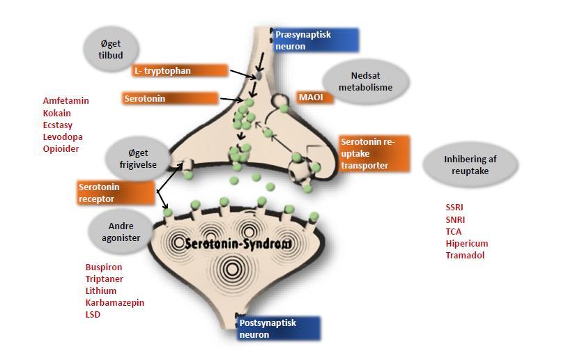 Serotonergt syndrom: Sjældent symptomkompleks, som hyppigst opstår ved kombination af flere lægemidler med serotonerg virkning (obs.