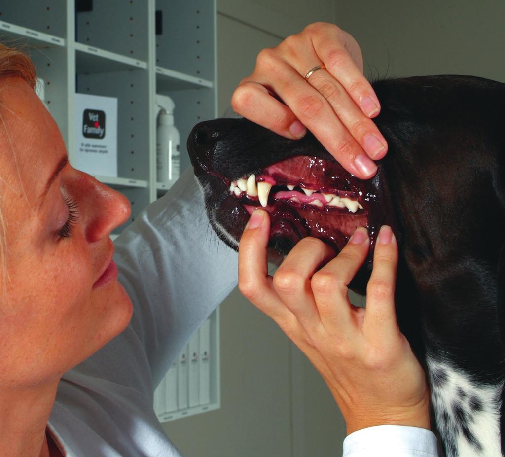 Tandproblemer hos hunde og katte Vidste du, at over halvdelen af alle hunde og katte har problemer med tænderne? Heldigvis er der meget, du kan gøre som ansvarlig katte- og hundeejer.
