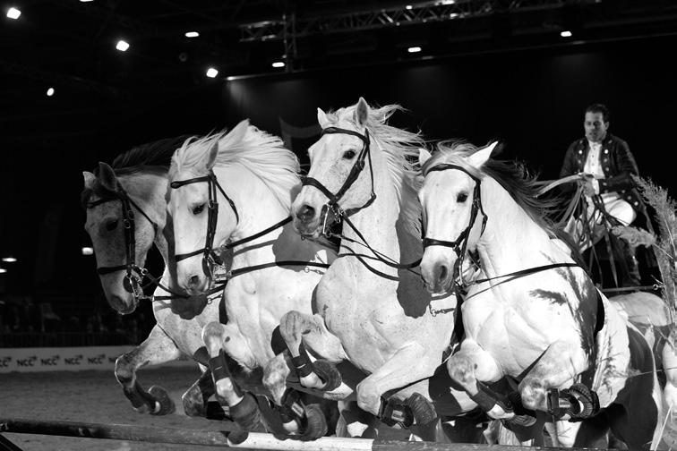 Hesteshow i Herning Er du interesseret i heste, er du rytter, drømmer du om at ride eller mangler du ride udstyr, så tilbyder Cerebral Parese foreningen/spastikerforeningen kreds 13 sine medlemmer