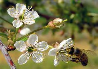 Figur 4. Bestøvning. Til venstre en honningbi i en surkirsebærblomst og til højre en jordhumle i en tidsel. Honningbien suger nektar fra blomstens basis, og jordhumlens krop er fuld af pollen.