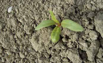 Skade: Trips suger på kimplantens stængel og blade, hvilket forårsager forvredne og misdannede planter med fortykkede blade.