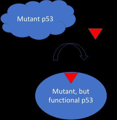 APR-246 genopretter TP53-funktion fase III-studie er i gang med rekrutteringen af MDS-patienter med TP53-mutation TP53-mutation er forbundet med dårlig prognose selv efter knoglemarvstransplantation