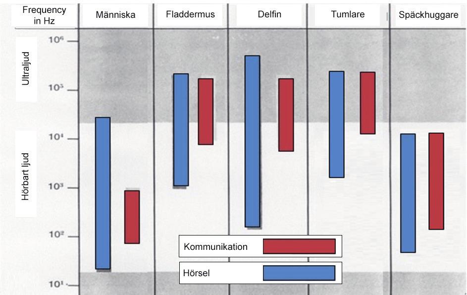 7. Sammenligning af hørelse og kommunikationsspektra for marsvin og spækhugger Sammenlign hørelsen for de to arter nedenfor (Figur 3).