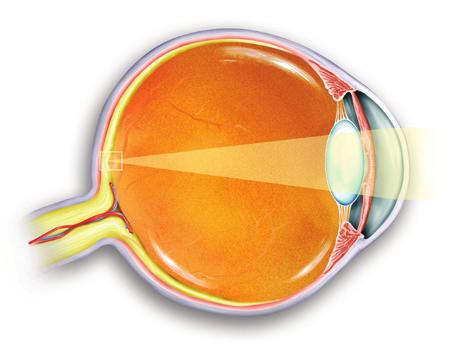 Figur 8 Øjets inderside er beklædt med nethinden, som består af dagslysceller (tappe), der kan skelne farver, og natlysceller (stave), som kan skelne gråtoner i svag belysning.