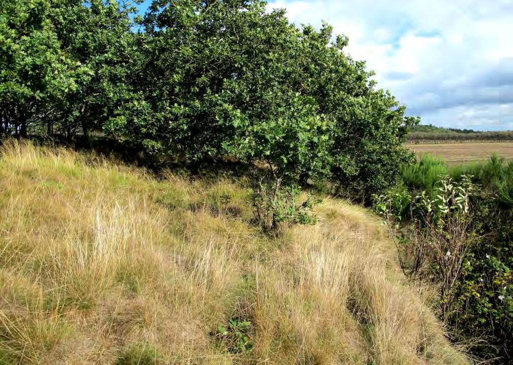 Sagsfremstilling Området er besigtiget af Per Nissen Grøn, Orbicon den 20. august 2014. Der er tale om en hede tilgroet med især eg på ca. 3350 m 2.