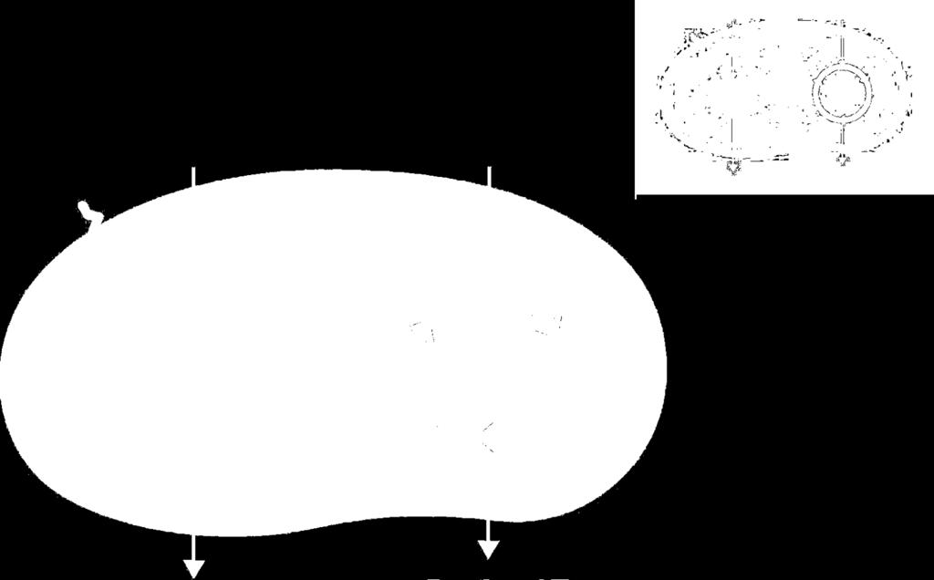 Stroma Light- Dependent Reactions ATP
