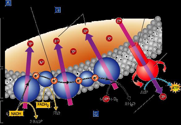 Electron Transport Chain uses Section the 9-2 high-energy