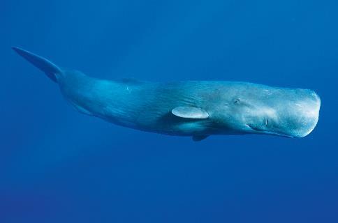 Hvaler er meget interessante synes jeg. De er landpattedyr, der er vendt tilbage til havet, og de har udviklet alle de nødvendige omstruktureringer, som gode vanddyr har brug for.