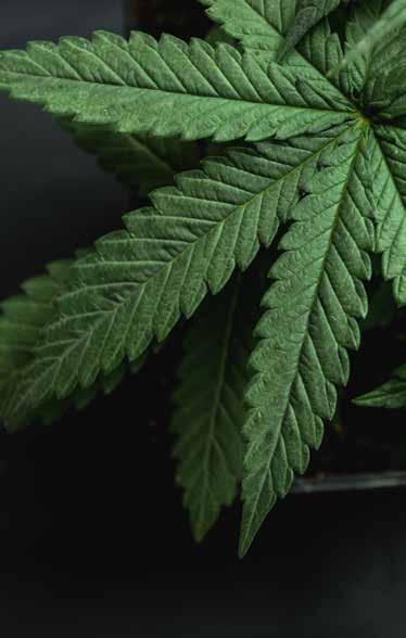 Introduktion til cannabis INTRODUKTION TIL MEDICINSK CANNABIS FULDSPEKTRET CANNABIS Cannabisplanten indeholder ud over cannabinoider også terpener.