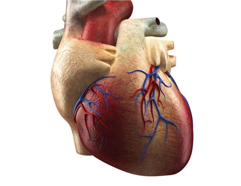 Kardiomyopati sygdom i hjertemusklen Et henfald af hjertets muskulatur