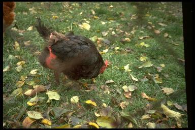 How to prevent feather pecking Fjerpilning, hvordan kan det forebygges? W.