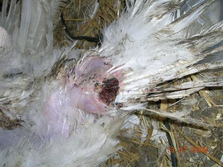 Feather pecking and Cannibalism Baggrunde for fjerpilning nogle