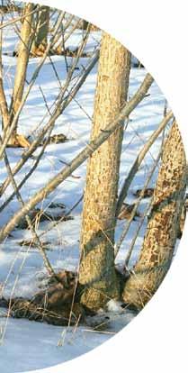 Omdriftsalder Mens det vil være normalt at skulle genplante efter en lang omdrift, kan det ved de korte eller mellemlange omdrifter være aktuelt at lade træerne skyde igen efter hugst.