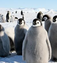 For at hjælpe pingvinerne arbejder BirdLife International på at få de vigtigste fourageringsområder til havs under formel beskyttelse.