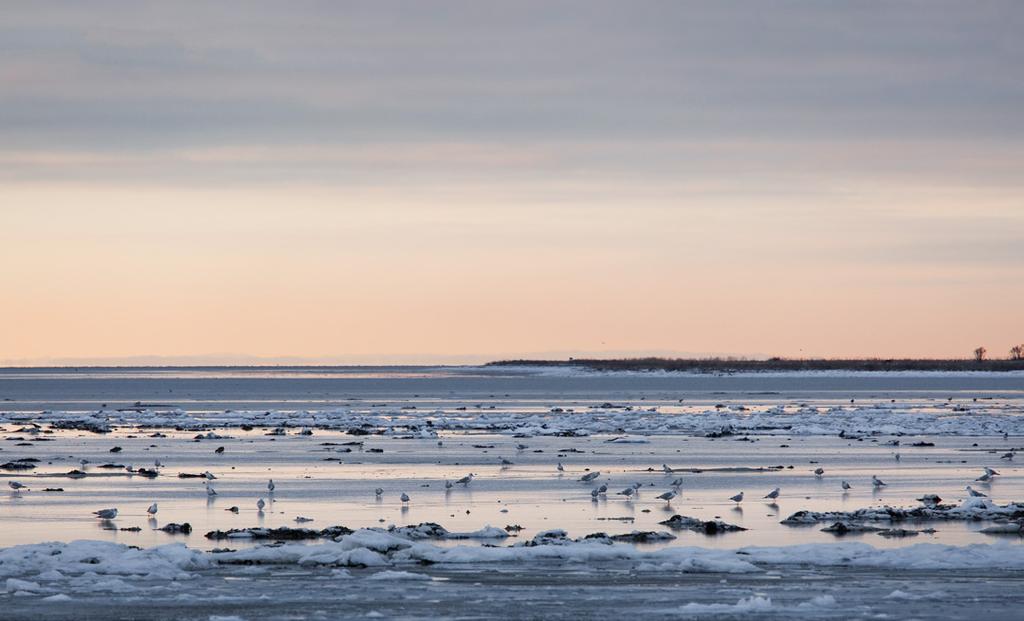 Formandens beretning Formandens beretning Æbelø i Kattegat lidt nord for Fyn er én af Danmarks 169 vigtige fugleområder udpeget af DOF BirdLife. På verdensplan har BirdLife-partnere udpeget 13.