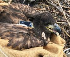 Ødelæggelse af fuglenes yngle- og overvintringsområder og de naturområder, som fuglene bruger som rastepladser på deres lange rejse, er nogle af forklaringerne på den drastiske tilbagegang.