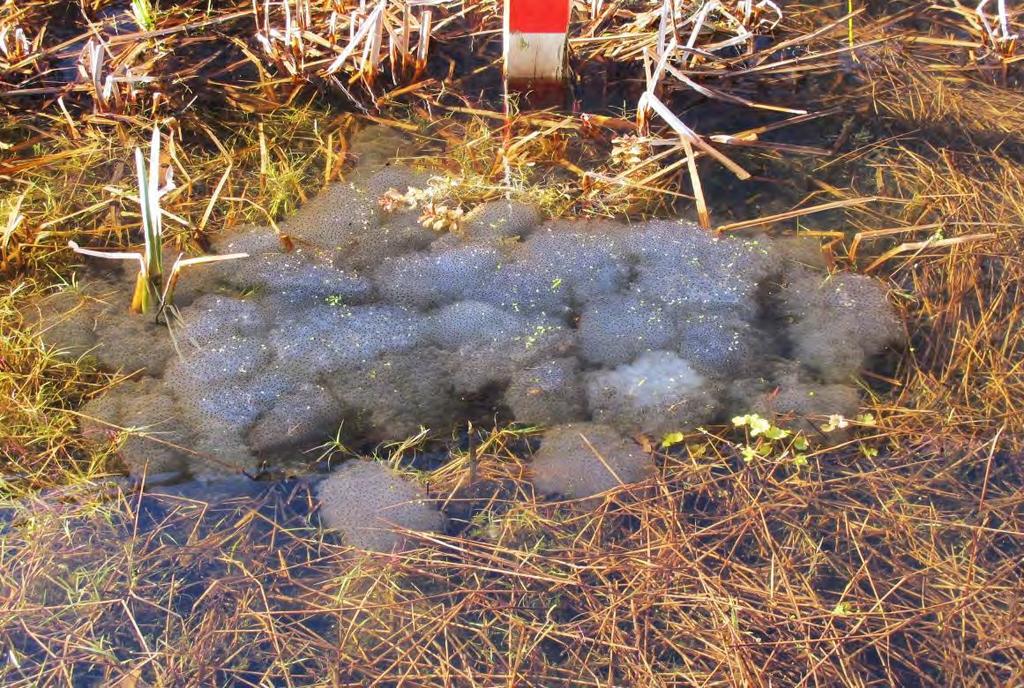 Hovedparten af ægklumperne af butsnudet frø og spidssnudet frø i sø 1 blev i 2012 lagt i nærheden af vandstandspælen, mens de øvrige ægklumper blev lagt i