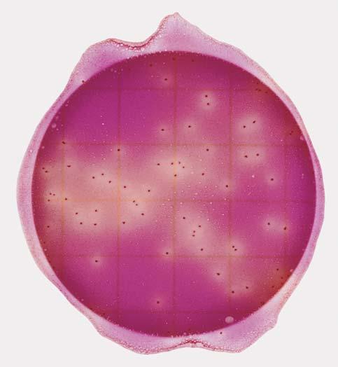 For prøver med mere end 100 Enterobacteriaceae CFU på Petrifilmen, registreres resultatet; indehold af Enterobacteriaceae > 100 gange fortyndingen. Se fig. 5.
